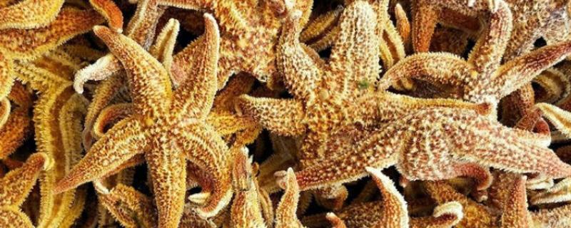 干海星可以吃吗,干海星是可以吃的