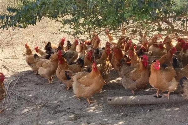 土鸡如何散养,鸡舍建设时应做好防潮处理