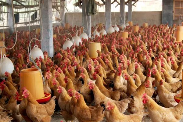 土鸡如何散养,鸡舍建设时应做好防潮处理