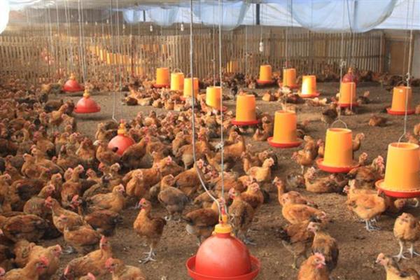 土鸡如何散养,鸡舍建设时应做好防潮处理