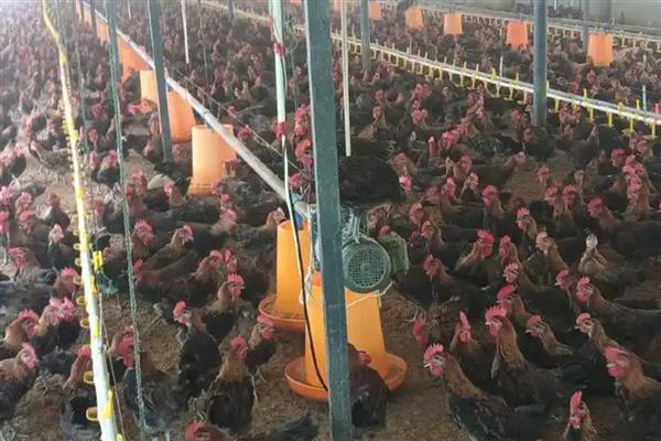 土鸡如何散养,鸡舍建设时应做好防潮处理