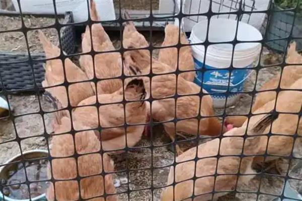 土鸡如何散养,鸡舍建设时应做好防潮处理