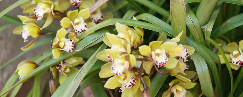 大叶蕙兰花开败后如何处理,需及时修剪掉开败后的残花