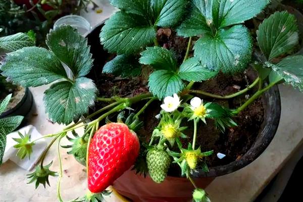 盆栽草莓种植数量，取决于花盆的大小