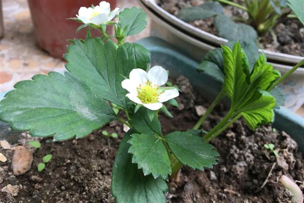 盆栽草莓种植数量，取决于花盆的大小