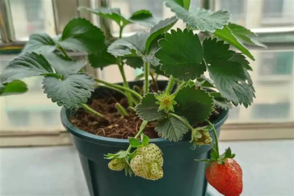 盆栽草莓种植数量，取决于花盆的大小