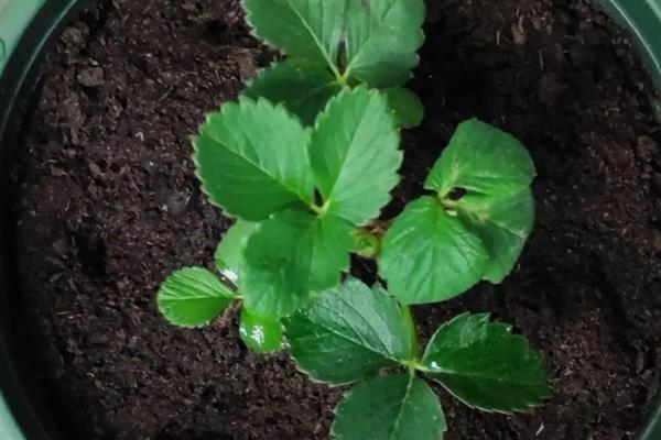 盆栽草莓种植数量，取决于花盆的大小