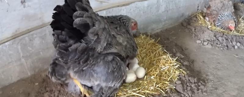 母鸡吃自己下的蛋怎么处理，要考虑补充钙