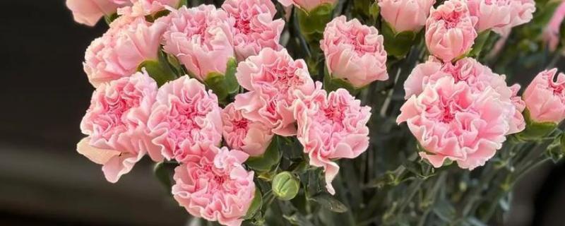 康乃馨夏天要不要晒太阳，是需要晒太阳的