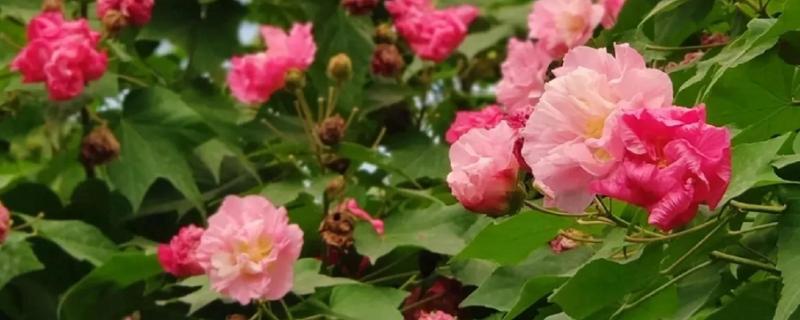 芙蓉花一年开几次,一年开3次花