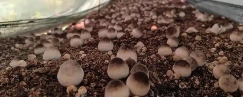 菇床鬼伞如何防治，首先要搞好菇房的环境卫生