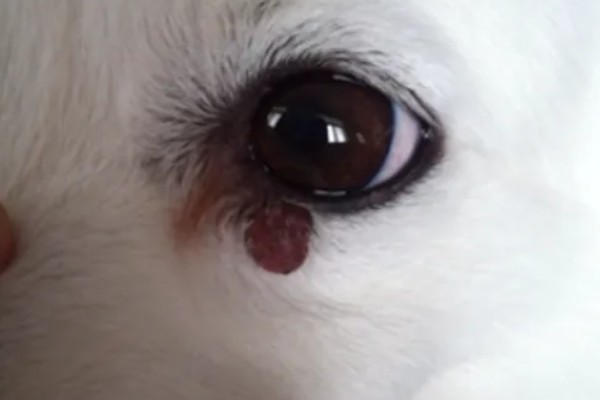 狗狗眼角长红色肉疙瘩的原因，眼部疾病的发生概率是最大的