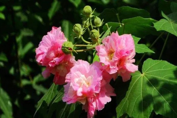 芙蓉花为什么有两种颜色，可能是光照原因所致