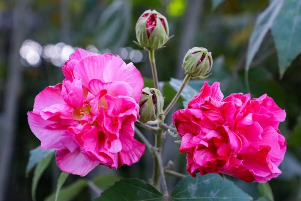 芙蓉花为什么有两种颜色，可能是光照原因所致