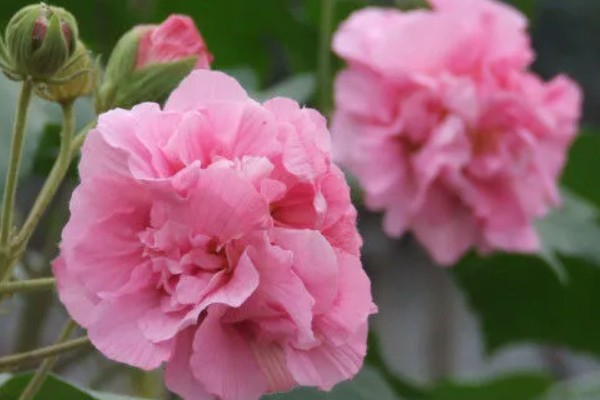 芙蓉花为什么有两种颜色，可能是光照原因所致