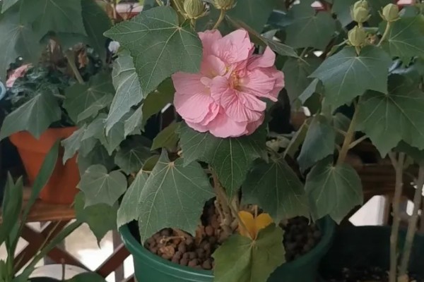 芙蓉花为什么有两种颜色，可能是光照原因所致