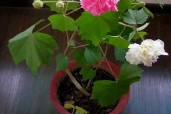 芙蓉花为什么有两种颜色，可能是光照原因所致