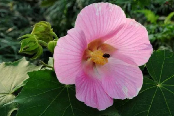 芙蓉花为什么有两种颜色，可能是光照原因所致
