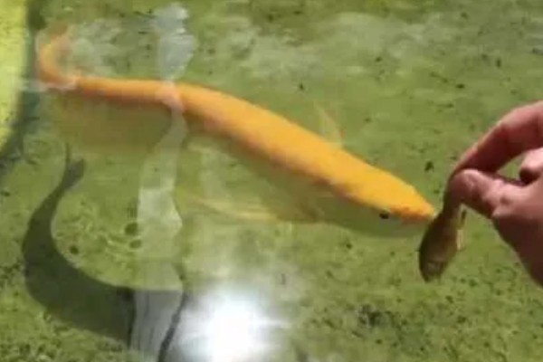 40宽的鱼缸能养金龙鱼吗，不能养金龙鱼