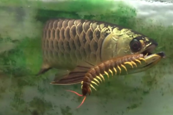 40宽的鱼缸能养金龙鱼吗，不能养金龙鱼