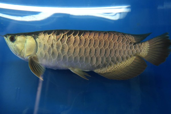 40宽的鱼缸能养金龙鱼吗，不能养金龙鱼