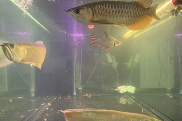 40宽的鱼缸能养金龙鱼吗，不能养金龙鱼