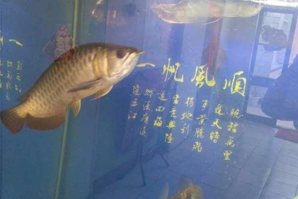 40宽的鱼缸能养金龙鱼吗，不能养金龙鱼