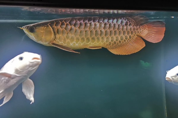 40宽的鱼缸能养金龙鱼吗，不能养金龙鱼