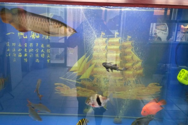 40宽的鱼缸能养金龙鱼吗，不能养金龙鱼