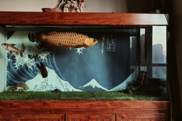 40宽的鱼缸能养金龙鱼吗，不能养金龙鱼