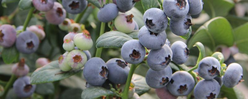 顶架蓝莓的品种介绍，属于中熟的北高丛蓝莓品种