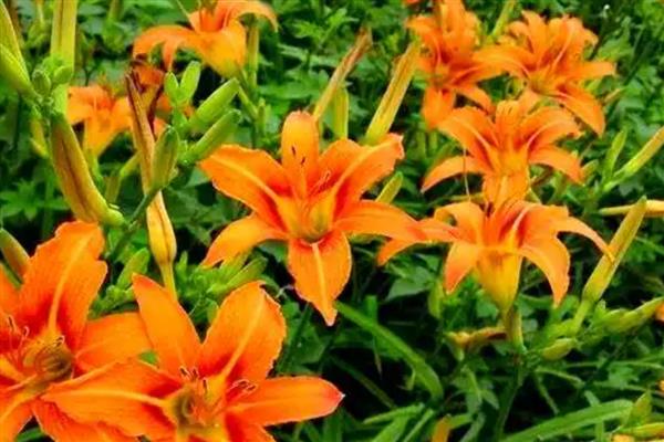 大花萱草不开花是什么原因，可能是花期未到