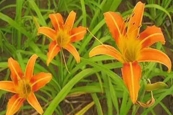 大花萱草不开花是什么原因，可能是花期未到