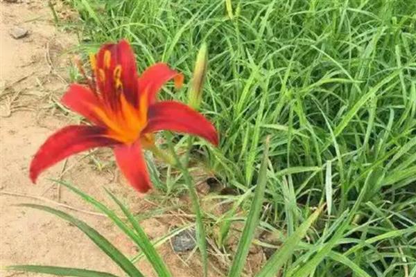 大花萱草不开花是什么原因，可能是花期未到