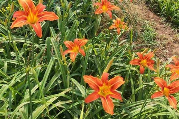 大花萱草不开花是什么原因，可能是花期未到