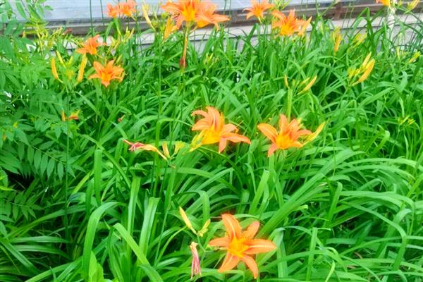 大花萱草不开花是什么原因，可能是花期未到