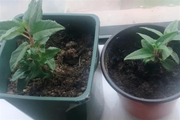 倒挂金钟的浇水方法，在冬天一定要严格控制浇水量