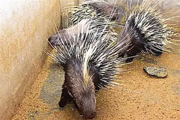 豪猪能长多少斤,通常个体重14 公斤