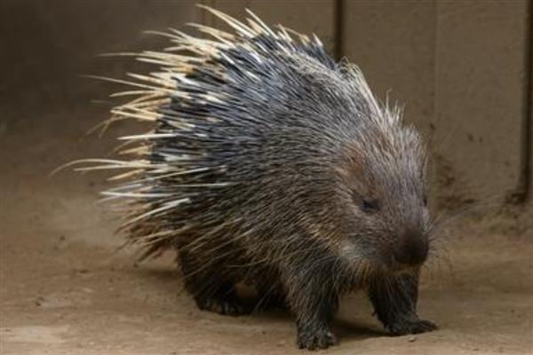 豪猪能长多少斤,通常个体重14 公斤