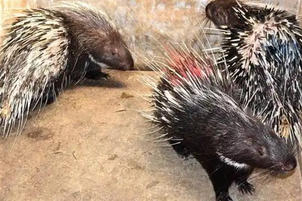 豪猪能长多少斤,通常个体重14 公斤