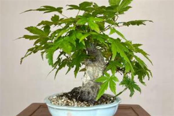 如何盆栽五角枫，最好在每年的春秋两季进行