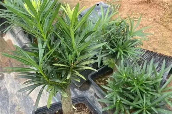 罗汉松的养护方法，可2-3年翻盆一次