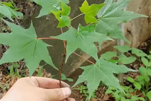如何盆栽五角枫，最好在每年的春秋两季进行