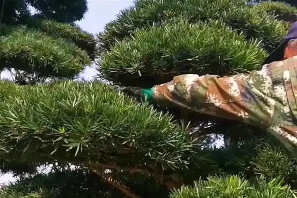 罗汉松的养护方法，可2-3年翻盆一次