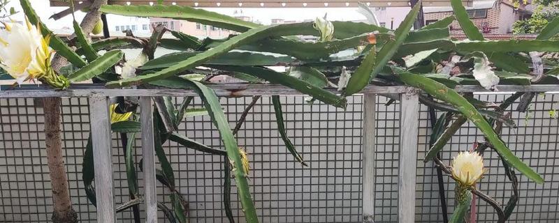 南方适合在阳台上种什么水果，以喜温热的亚热带、热带水果为宜