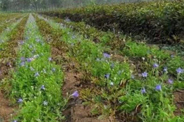 桔梗的种植技术，喜温暖湿润的气候