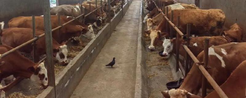 一头牛一年有多少利润，纯利润约为5000-5900元左右