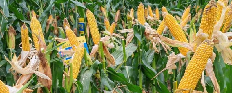 龙耘235玉米种简介，出苗至成熟一般需要100.5天