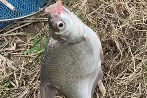 玉米钓鳊鱼的效果，效果都是不错的