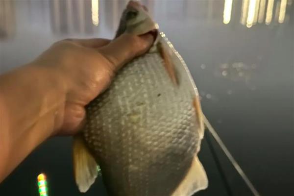 玉米钓鳊鱼的效果，效果都是不错的